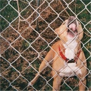 Knocked Loose Pup culture EP-CD standard